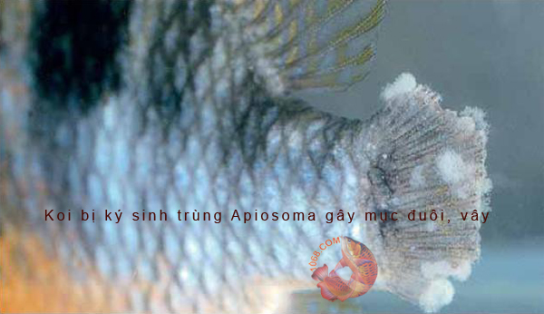 Koi bị ký sinh trùng Apiosoma gây mục đuôi, vây